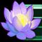 Lotus Blomst